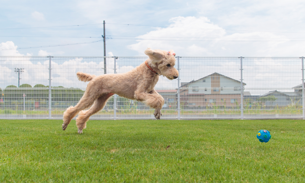 ドッグランで走る犬