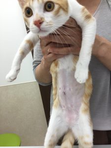 後 手術 猫 避妊 去勢・避妊手術後の猫はデリケート！飼い主が気をつけてあげること