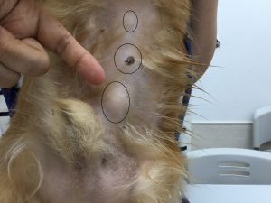 犬の病気 腫瘍 脾臓の緩徐進行型の低悪性度リンパ腫 はるえ動物病院